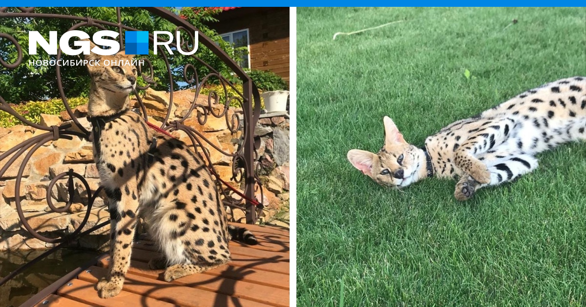 Под Новосибирском пропал ручной сервал по кличке Афоня, 12 июля - 12 ...