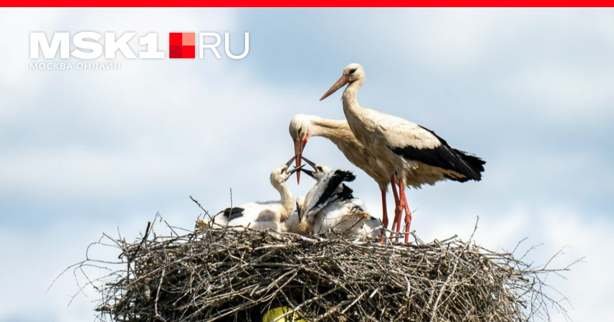 Аист для дачи своими руками: технология пошагово