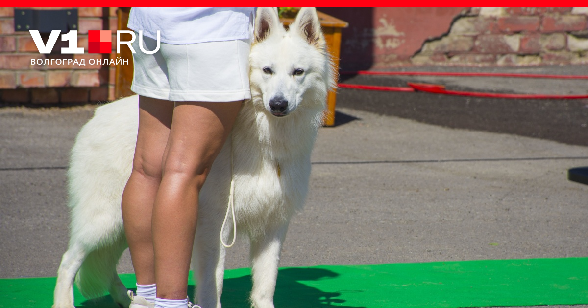 В Волгограде состоялась межрегиональная выставка собак