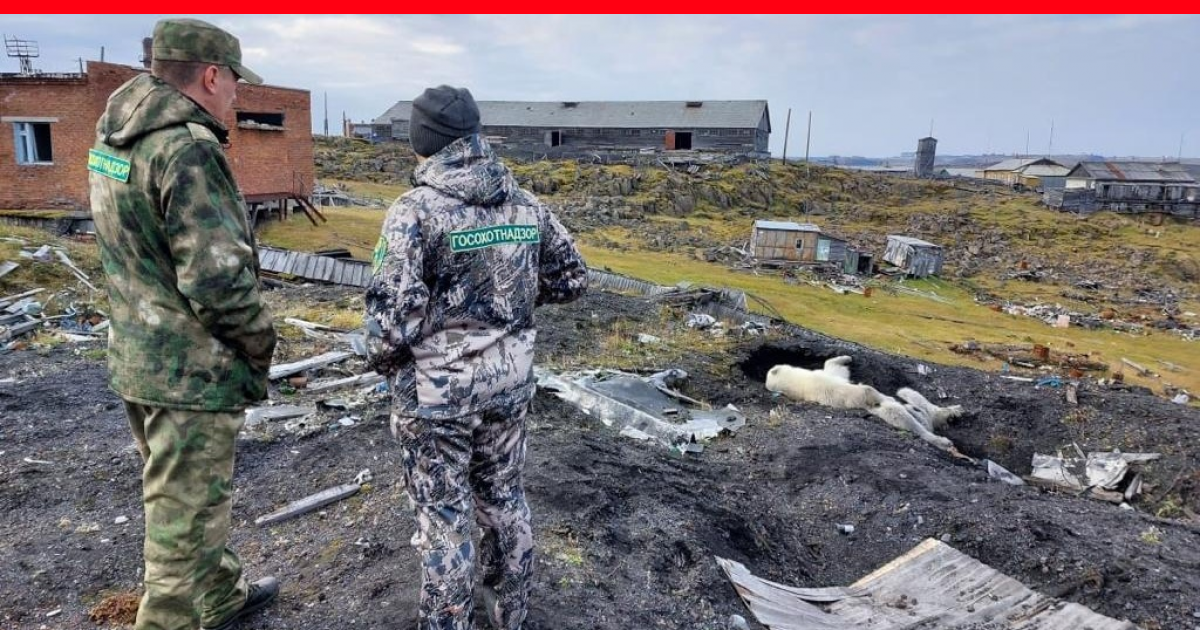 Белую медведицу с огнестрельным ранением из Диксона будут лечить в ...