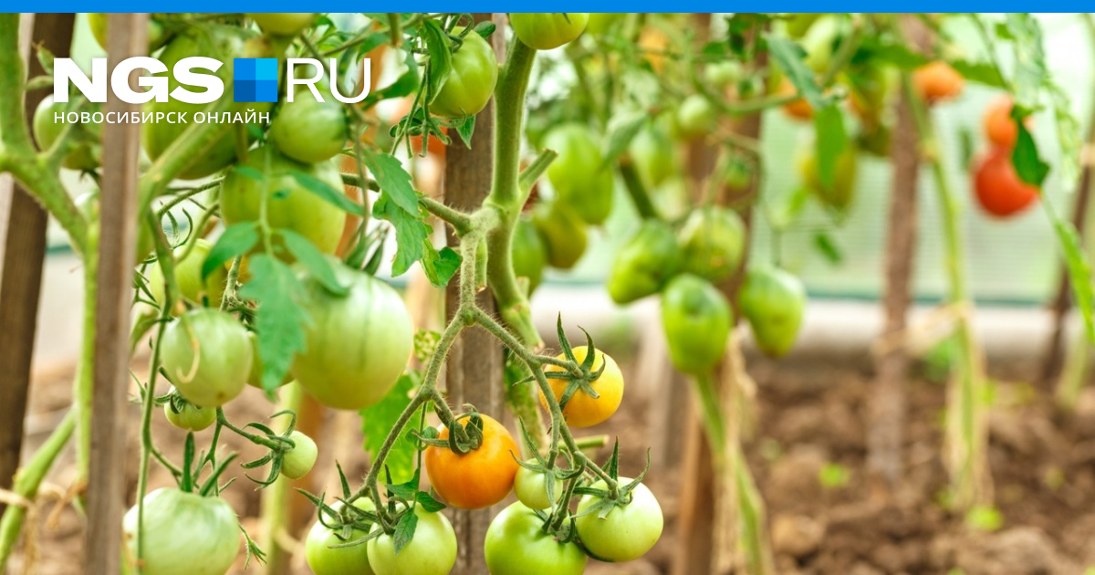 Как подвязать помидоры в теплице, как подвязать помидоры, как частополивать помидоры в Новосибирске, как пасынковать помидоры, как подкормитьпомидоры июнь 2022 г. - 25 июня 2022 - НГС