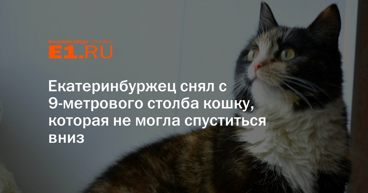 Кошка прыгнула на стул и продолжить