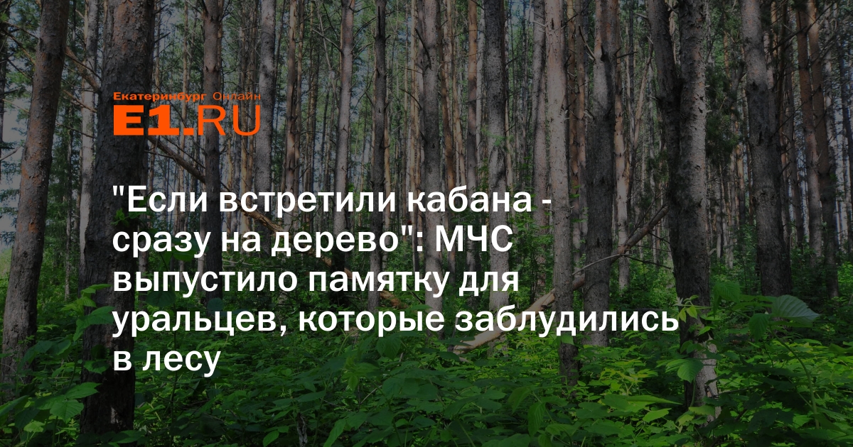 Что делать если встретили кабана в лесу. Что делать если встретил кабана в лесу. Памятка для тех кто заблудился в лесу. Повстречал кабан в лесу. Что делать если встретил кабана в лесу летом.