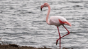Удачный кадр: житель Каменского района запечатлел за городом розового фламинго