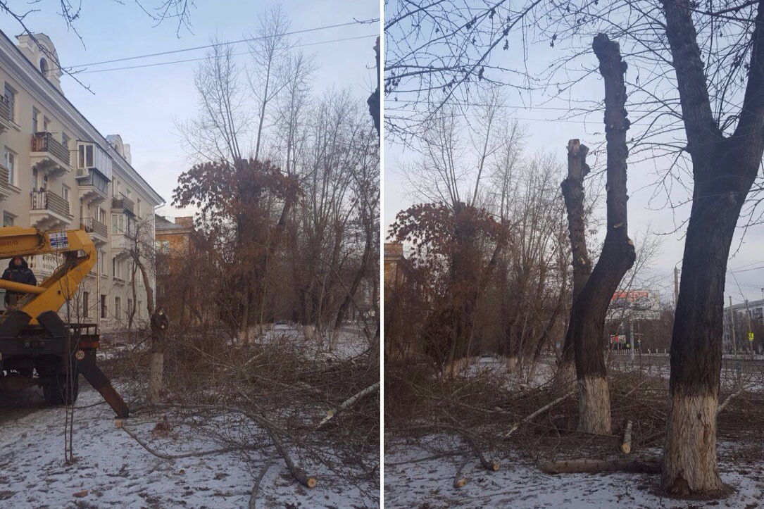 Челябинцы опасаются, что так сильно обрежут деревья по всей улице Горького
