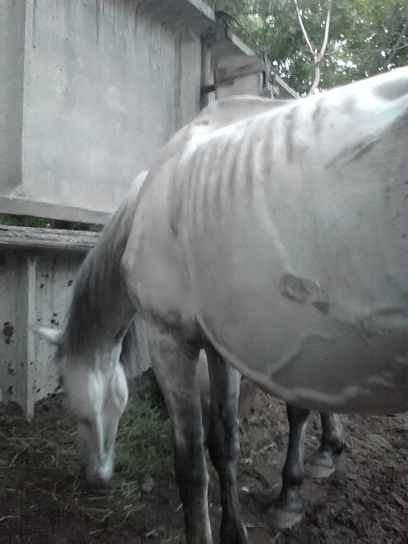 На территории снесенной конюшни Афанасьева на данный момент живут один конь и две лошади