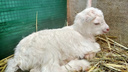 «Как назовем малышку?»: жителям Самары предложили выбрать имя для дочки козы-оракула