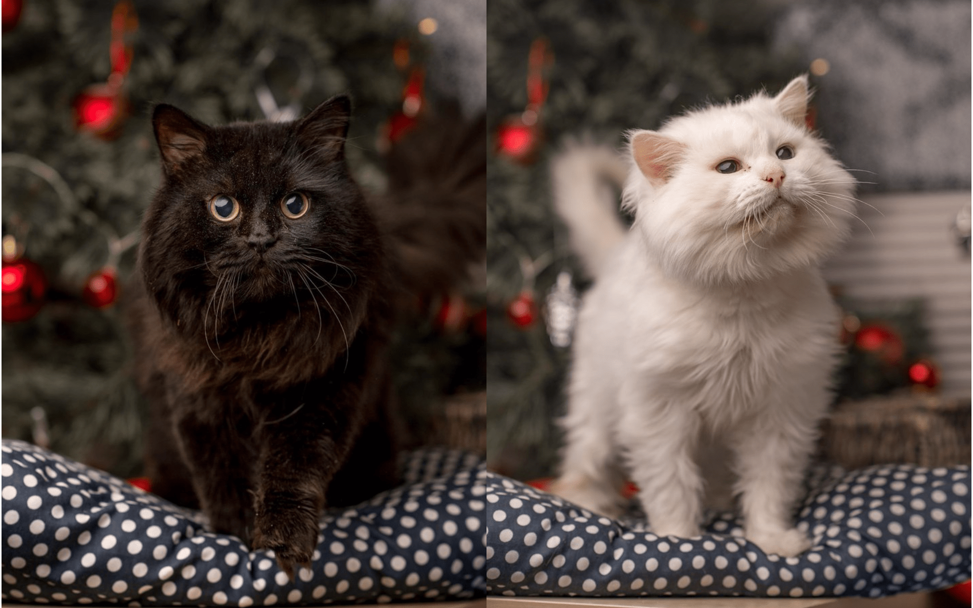 В приюте верят, что новогодние фото котиков не оставят никого равнодушными