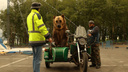 Нашумевшего в Поморье медведя-байкера заметили в Вологде