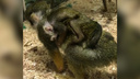 Подменённая обезьянка из челябинского зоопарка родила малыша