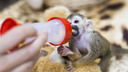 «Кормили каждый час»: челябинцам показали спасённую после отказа матери обезьянку
