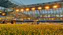 Киловатты яркого света: на стадионе «Самара Арена» установят лампы для газона