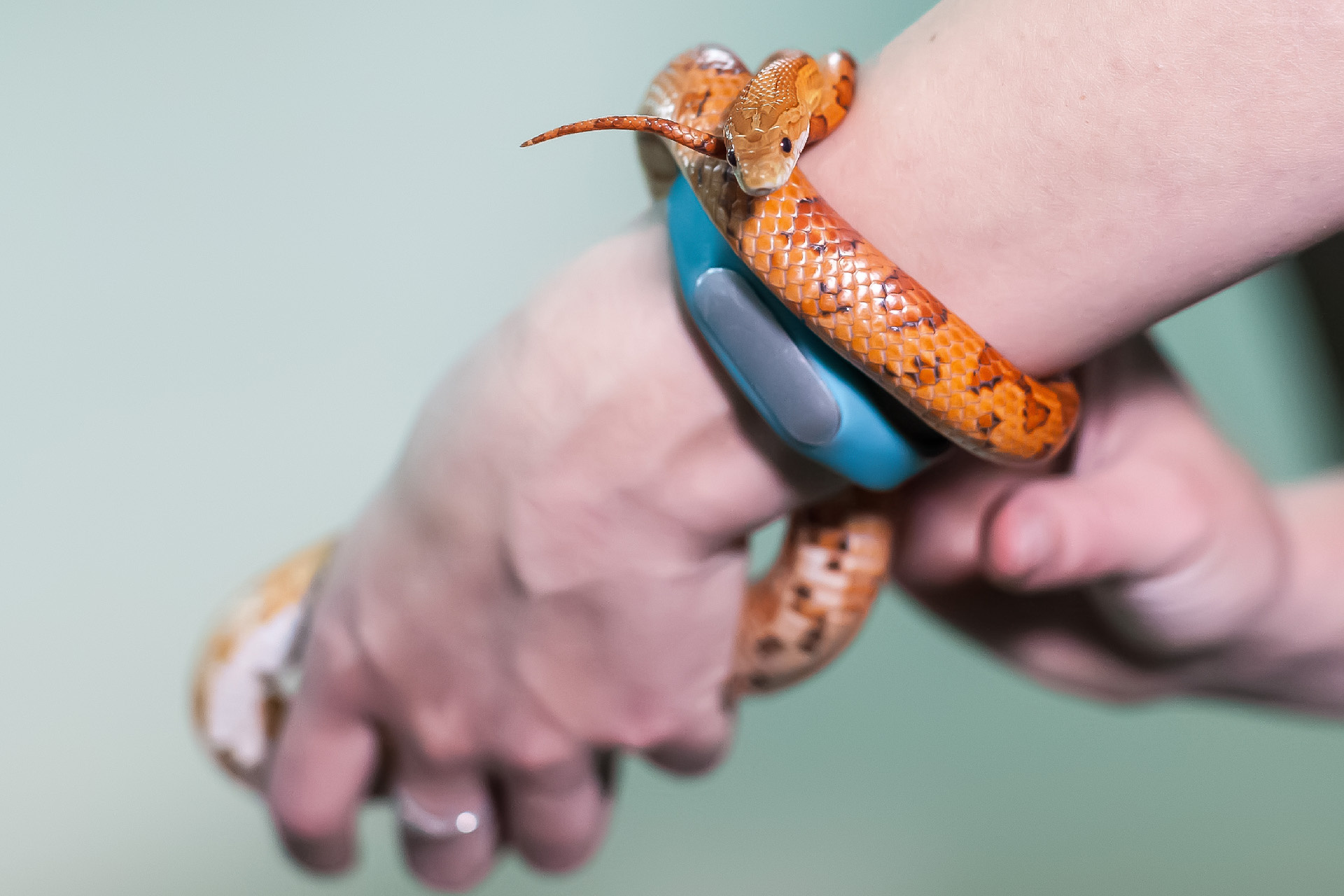 Кукурузная змейка маленький на руке