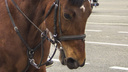 В Самарской области пройдет фестиваль с катанием на лошадях и воздушном шаре