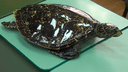 Кожа крокодила в подарок и контрабандный тестостерон: топ находок в багажах ярославцев