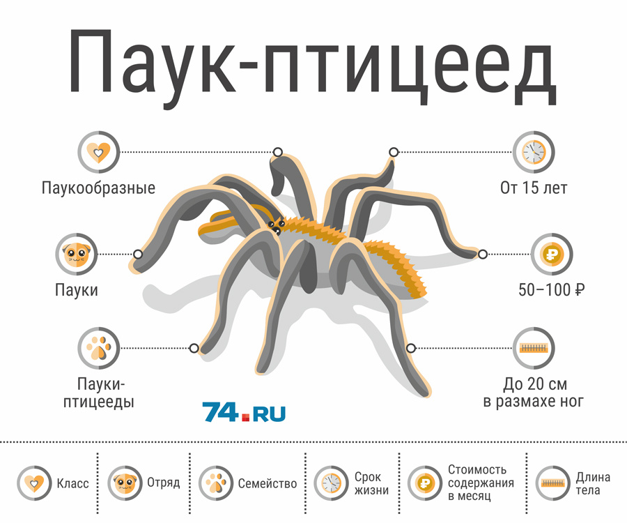 Паук птицеед схема