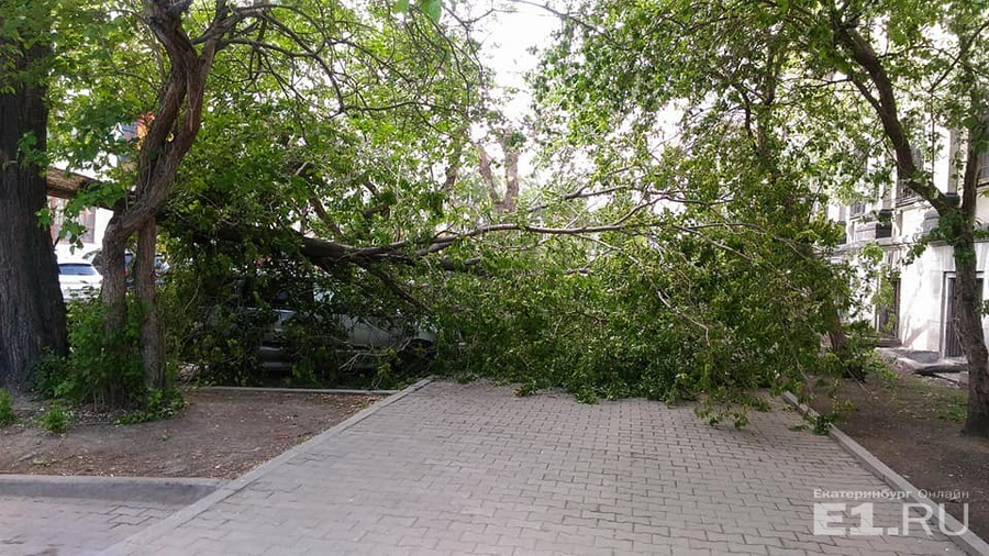Дерево упало на машину недалеко от УрФУ.
Дерево упало на машину недалеко от УрФУ.