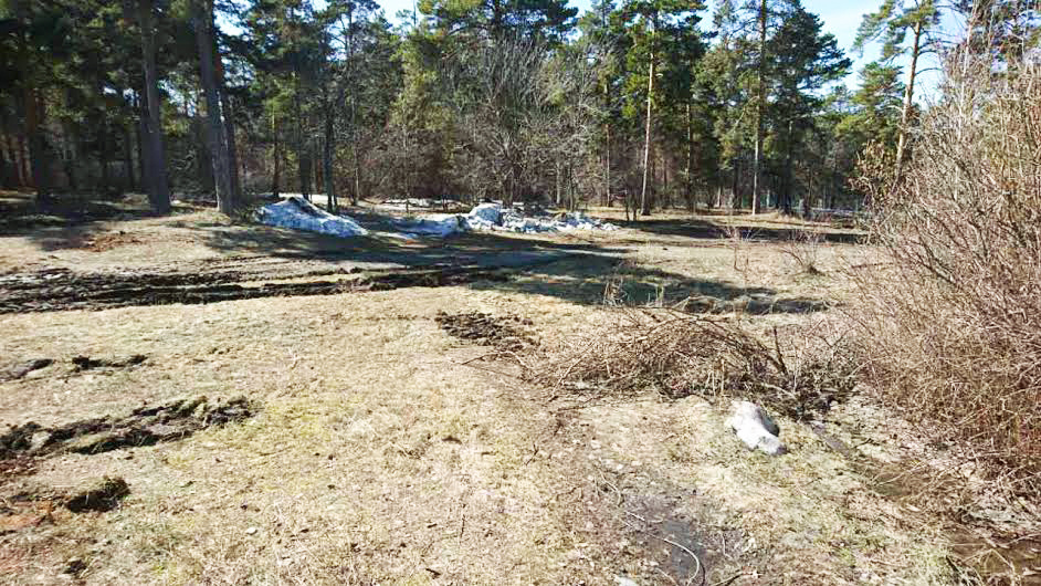 Челябинцев обеспокоило исчезновение деревьев в парке Гагарина