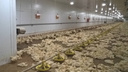 «Кормят обещаниями»: челябинскому производителю мяса птицы с долгом 1,5 млрд отсрочили банкротство