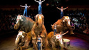 Великаны на манеже: трехтонные слоны сделают стойку в ростовском цирке