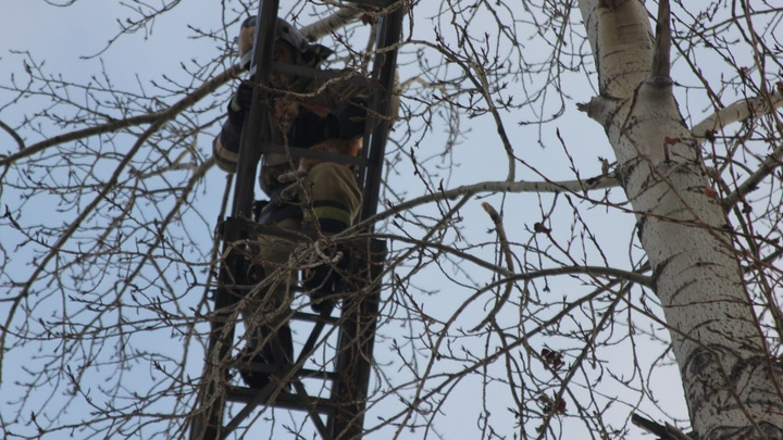 Тюменские пожарные спасли кота, который забрался на верхушку дерева