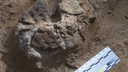 Специалисты Кунсткамеры нашли артефакты каменного века в Кенозерье