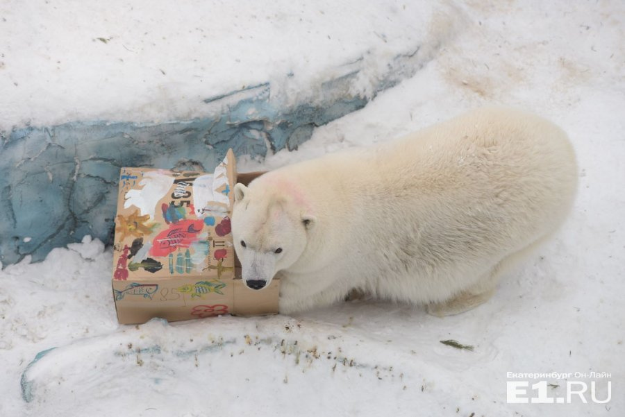 А это кадры, где юные екатеринбуржцы <a href="http://www.e1.ru/news/spool/news_id-436903.html" target="_blank">мастерили медведям подарки</a>.