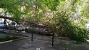 Во дворе ростовской многоэтажки дерево упало на машину