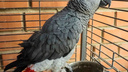 Самарский зоопарк приглашает познакомиться с болтливым попугаем Гошей