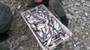 В Ростовской области рыбаки незаконно поймали тысячу таранок