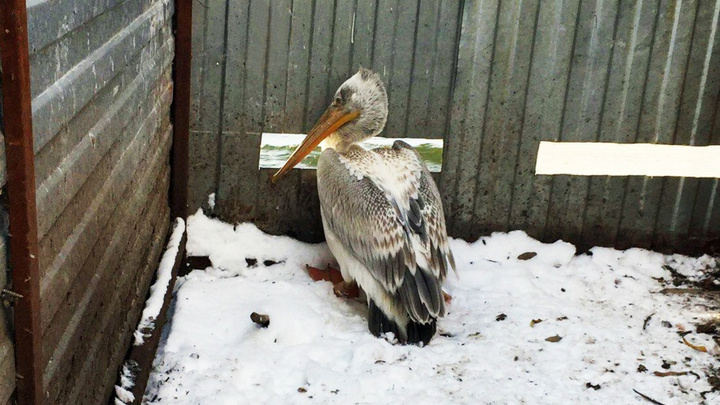 «Определили в курятник»: к дому челябинцев прилетел краснокнижный пеликан