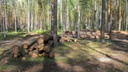 В Ярославле мужчина заплатил штраф за вырубку леса
