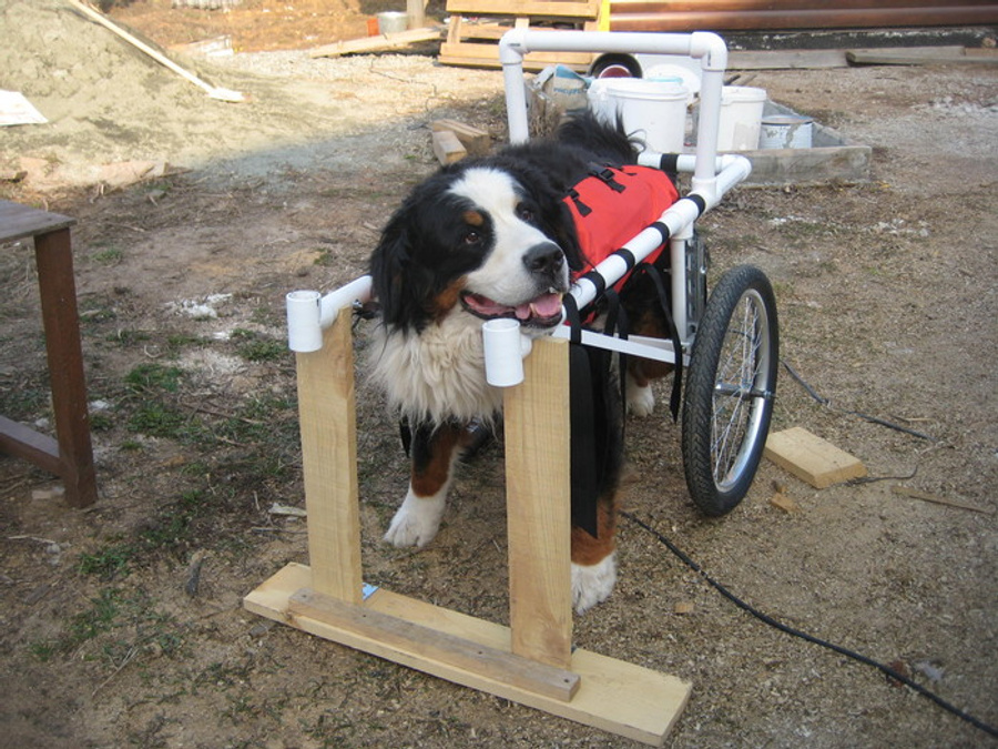 Инвалидная коляска для собак на задние лапы своими руками чертежи и фото