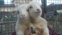 В ярославский зоопарк привезли дагестанских овечек: фото