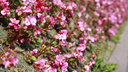 В парках Самары высадят цветы на 3,1 млн рублей: работы стартуют в апреле