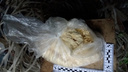 Дилер из Подмосковья спрятал в лесах Самарской области 2 кг наркотиков