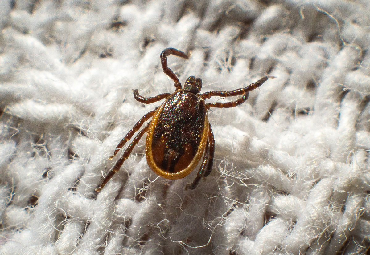 Самец Ixodes persulcatus, если смотреть невооруженным глазом, похож на маленького черного паучка Самец Ixodes persulcatus, если смотреть невооруженным глазом, похож на маленького черного паучка