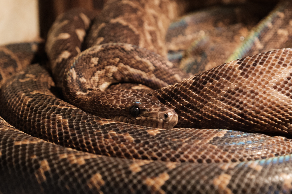 Змея паук. Японская опасная змея паук 2 1. Snake Tiger rhinoelephant Spider Crocodile.