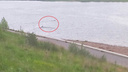 В Рыбинске лоси переплыли Волгу поперек