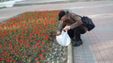 Ярославца застукали за выкапыванием цветов с городской клумбы