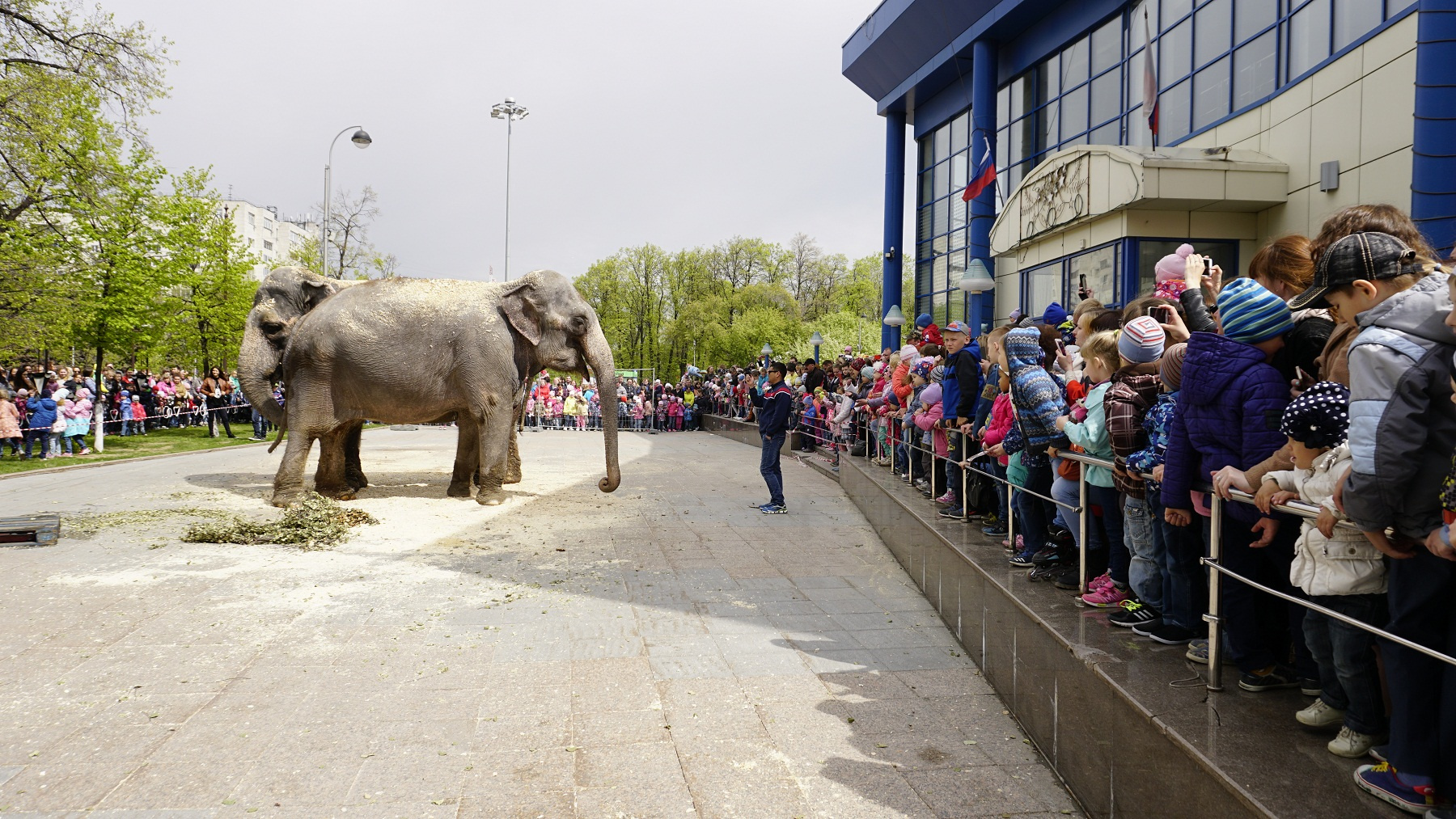 Манга боец баки сын великана. Баки против омы. Слон гигант 30 метров. Девушка на пляже арт. Бог войны баки.