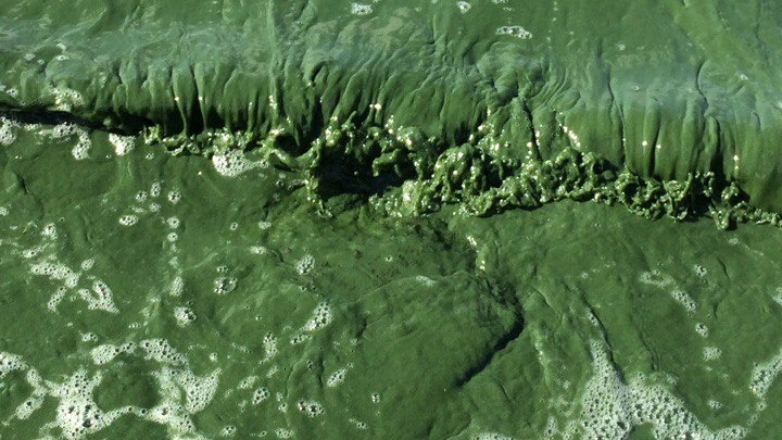 «Разве это нормально»: челябинцев удивил ярко-зелёный цвет воды в Шершнях