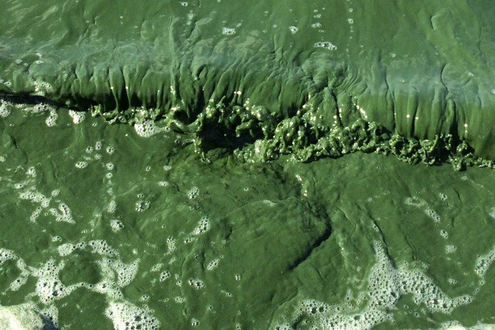 Цвет нормальных вод. Шершневское водохранилище загрязнение. Вода в Шершнях Челябинск. Позеленевшая вода.
