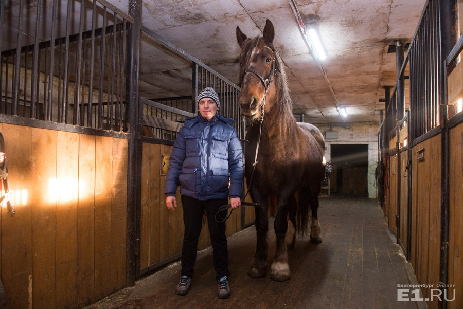 В конюшне на окраине Екатеринбурга живут 30 лошадей разных пород

