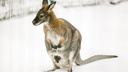 В ярославском зоопарке показали родившегося кенгуренка