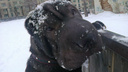 В Архангельске мужчина попал под суд за любовь к породистым собакам