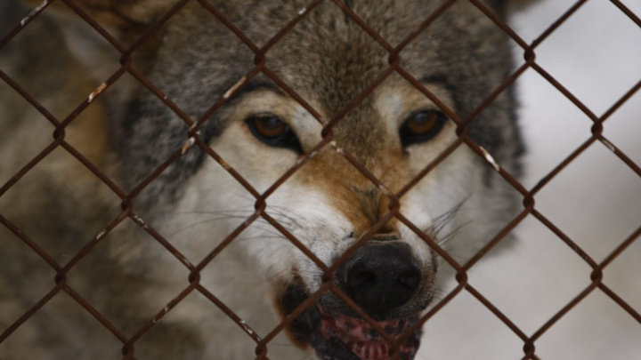 В дачных поселках под Северодвинском волки пугают местных жителей