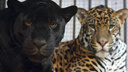 Самарцы увидят самых свирепых хищников в младенчестве: у ягуаров Кекса и Нуар родилась двойня