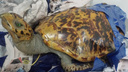 Самарские таможенники задержали в аэропорту женщину с чучелом редкой морской черепахи