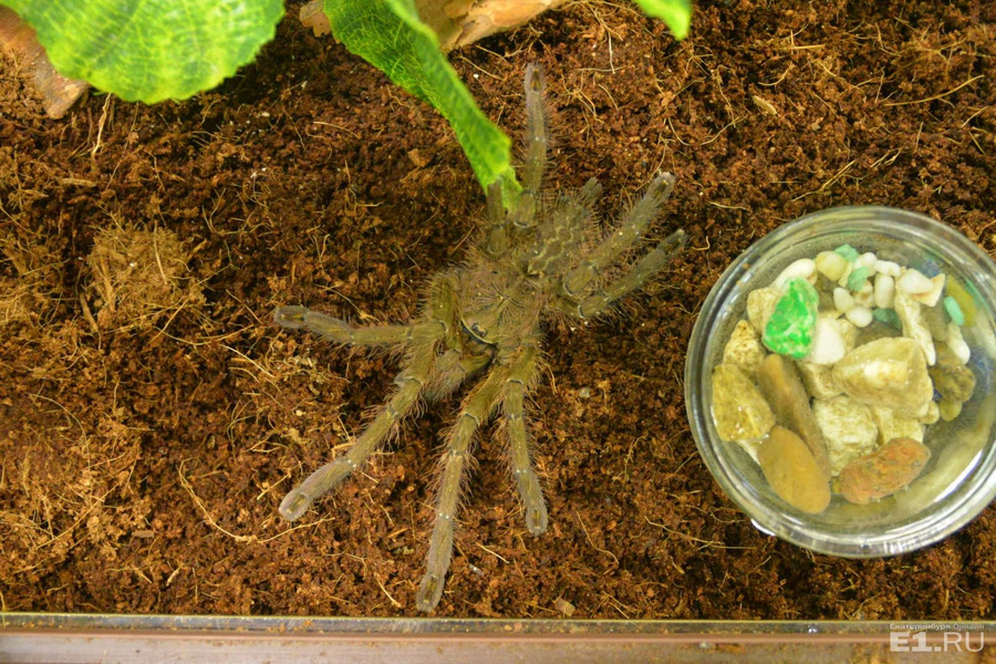 Poecilotheria ornata является одним из самых крупных представителей своего рода и древесных пауков в целом. Их яд очень токсичен.